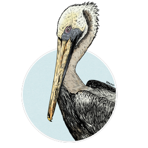 Jefe Sticker — Pelican Harbor Seabird Station